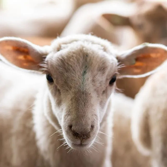 thumbnail for publication: Pregnancy Toxemia (Ketosis) in Ewes and Does